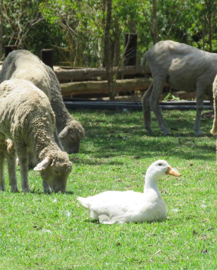 Misty View Farm Stay Layitemeni Zewnętrze zdjęcie